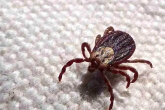 Imagen ilustrativa. Foto: Motivar.